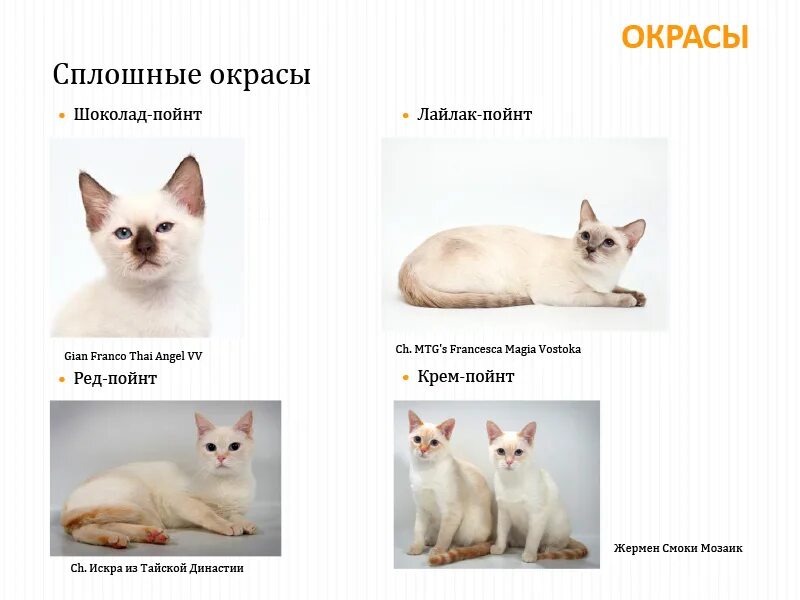 немецкая овчарка чепрачного окраса гладкошерстная. почему у кошек разные глаза. окрас ред пойнт у кошек. особенности окраса. восточно европей овчарка восточноевропейская овчарка.