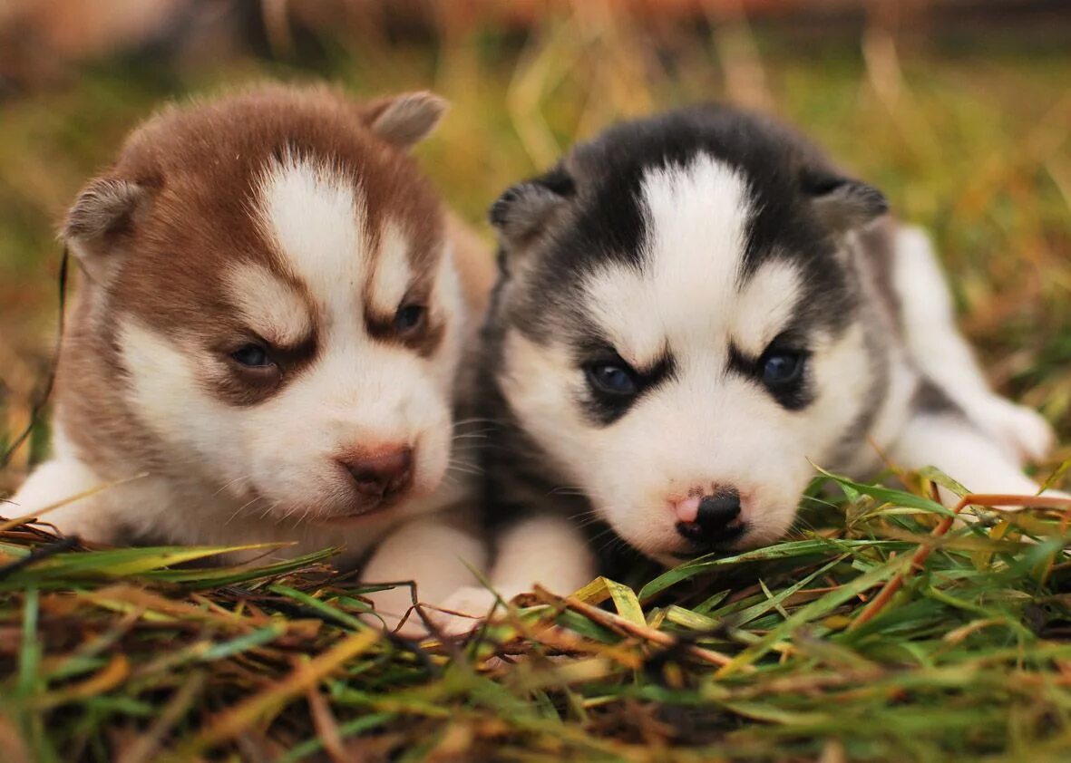 Картинки щеночков. Сибирский хаски маленький. Сибирский хаски щенки. Маленькие щенки хаски. Про маленького щенка.