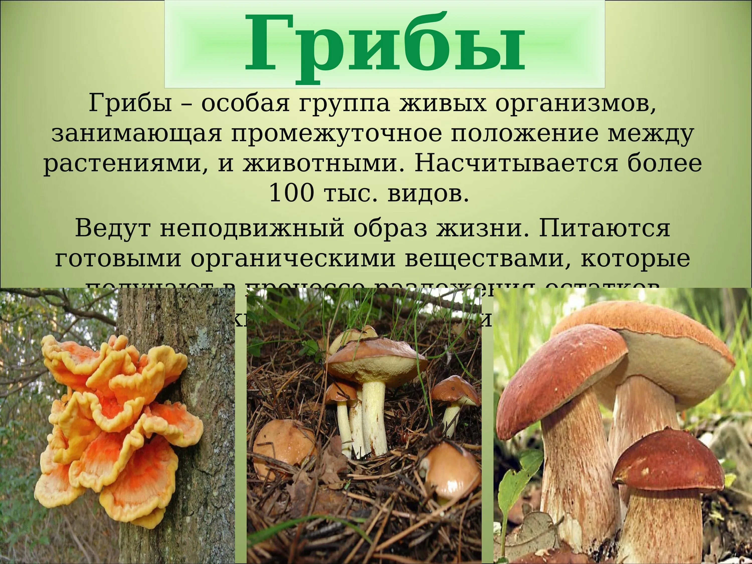 Прикрепленный образ жизни относится к животным. Царство грибы многообразие грибов. Царства живых организмов грибы. Грибы особое царство живых организмов. Царство грибов презентация.