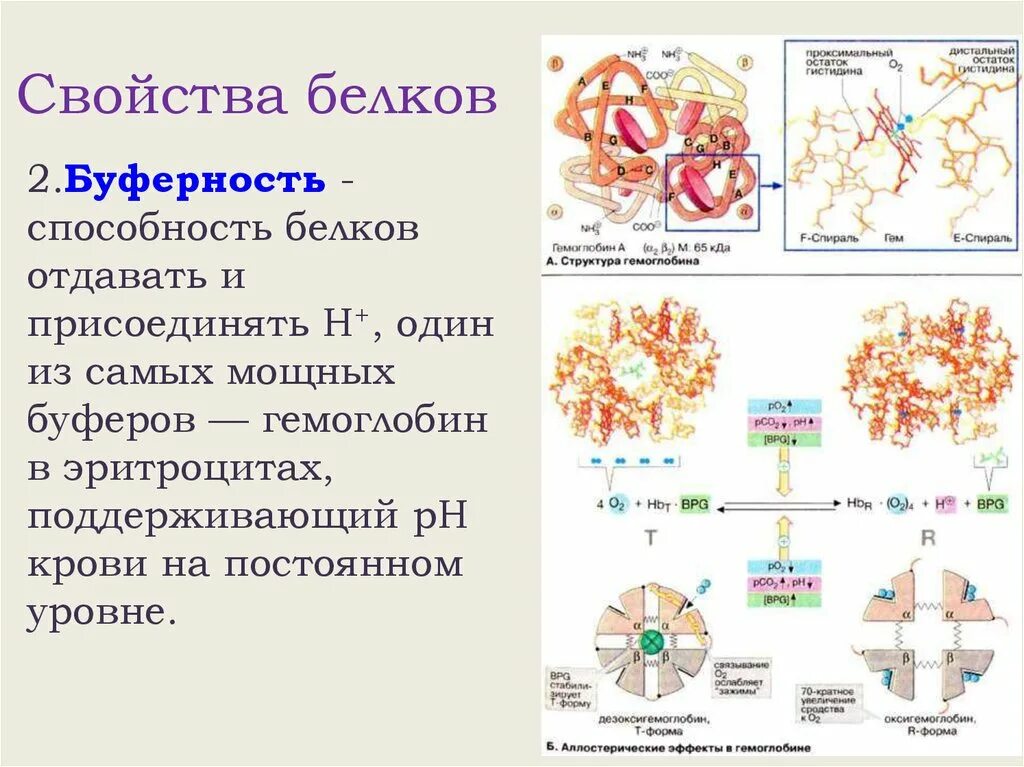 Белки механическая функция. Белки буферная функция. Свойства белков. Функции белков. Буферные свойства белков.