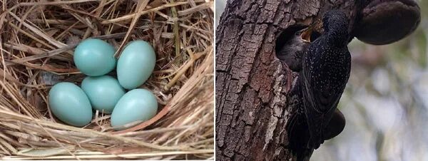 Яйца скворцов фото. Яйца скворца в гнезде. Скворец высиживает яйца. Обыкновенный скворец яйца. Гнездо скворца.