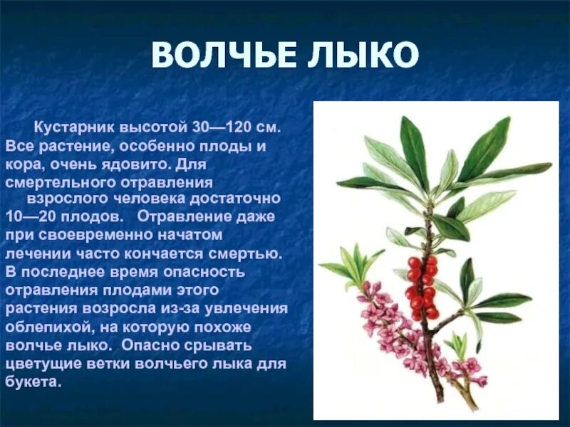Волчье лыко это дерево или кустарник: найдено 87 изображений
