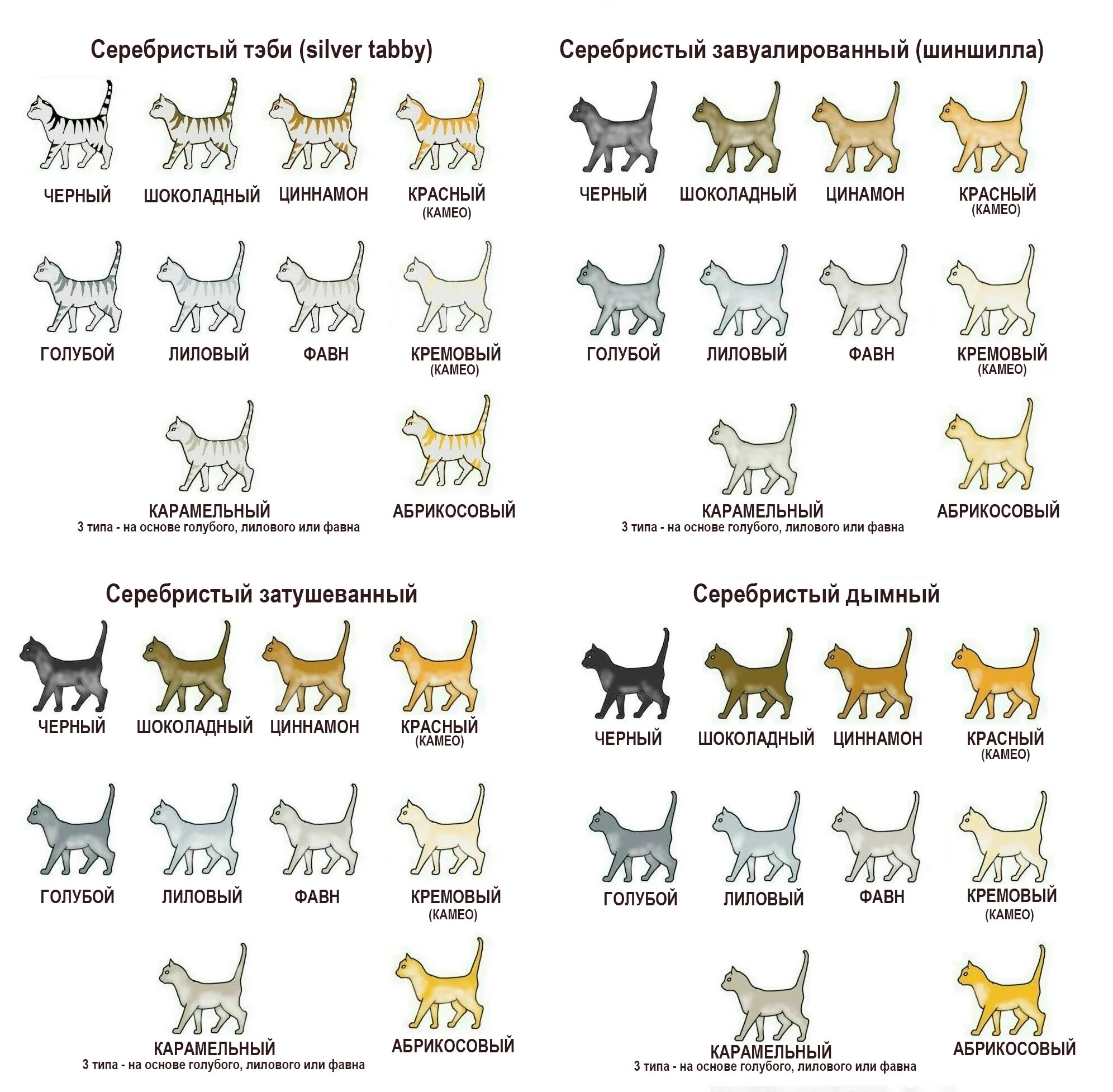 Окрасы кошек. Окрасы кошек таблица. Солидный окрас у кошек. Завуалированный окрас кошек. Типы окрасов кошек
