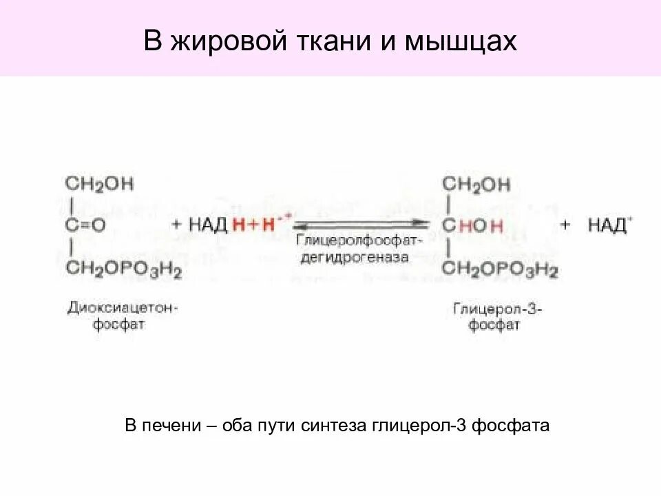 Глицерол 3 фосфат. 4. синтез триацилглицеринов в печени и жировой ткани.. синтез глицерол 3 фосфата в печени. предшественник 3 фосфоглицерина в жировой ткани. синтез триглицеридов в печени и жировой ткани биохимия.