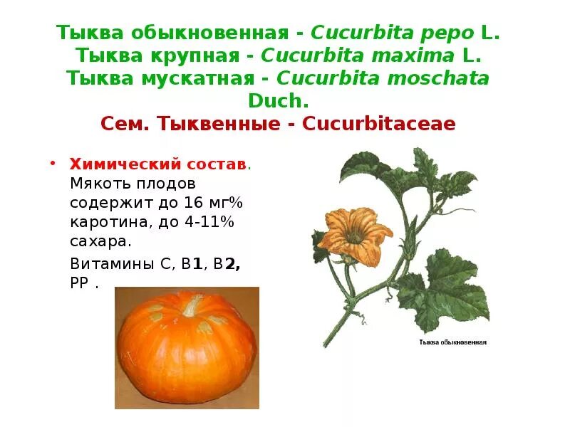 Значение тыквенных