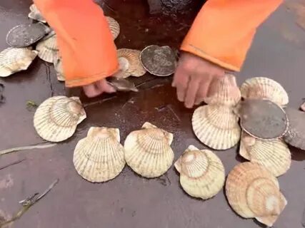 Как растут гребешки