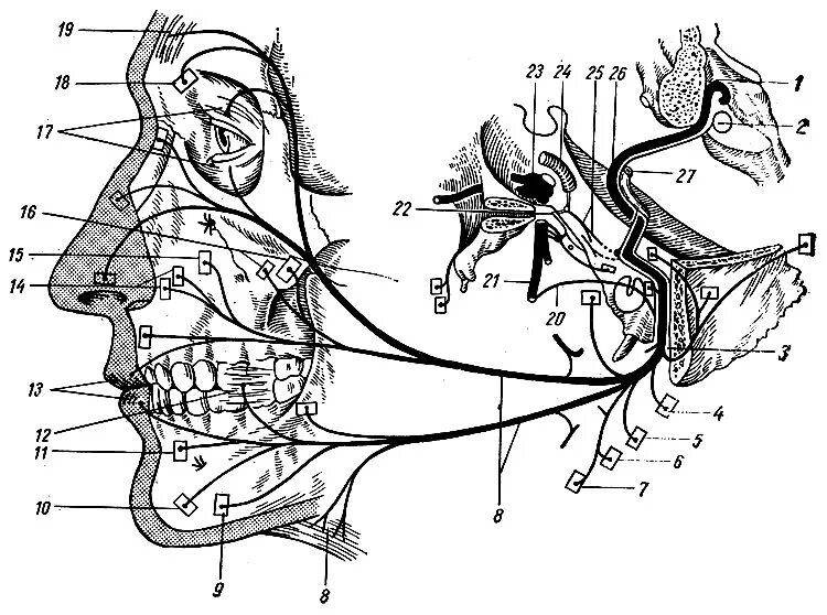 Лицевой нерв схема строения. Схема иннервации лицевого нерва. Лицевой нерв анатомия иннервация. Схема топографии ядер лицевого нерва. Карта лицевых нервов