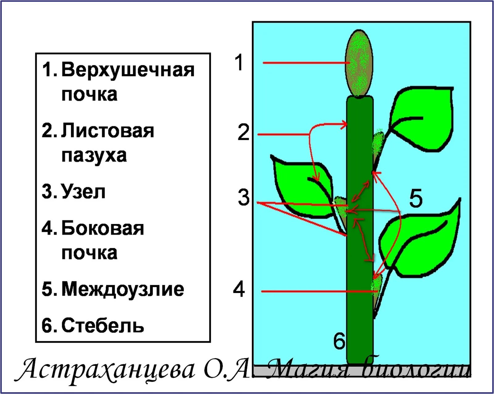 Стебель ПАЗУШНАЯ почка. Строение побега узел междоузлие. ПАЗУШНАЯ почка побег стебель. ПАЗУШНАЯ почка у побега.