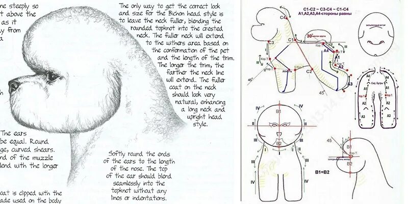 Схема стрижки Бишон фризе Бардышева. Схема стрижки пуделя Бардышева. Бишон фризе груминг схема. Бишон фризе груминг схема стрижки. Схема пуделя