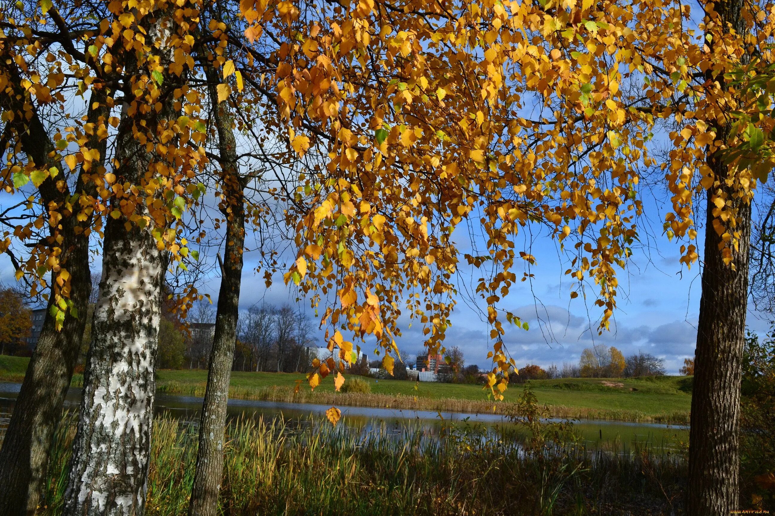 Осенняя береза плакучая. Красивая осенняя березка. Лес березки осень кисловодск. Золотая береза. Осень березы.