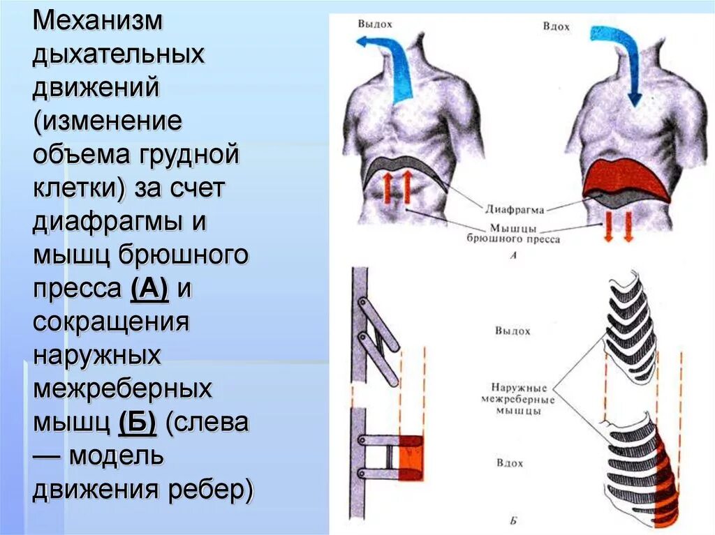 Грудная клетка при вдохе приподнимается. Мышцы живота диафрагма. Межреберные мышцы и диафрагма. Мышцы участвующие в акте вдоха и выдоха. Мышцы вдоха и выдоха анатомия.