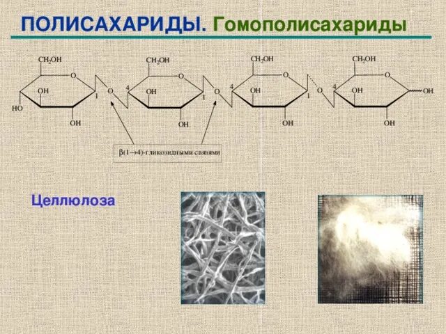 К полисахаридам относятся целлюлоза. Степень полимеризации целлюлозы. Целлюлоза это гомополисахарид. Полисахариды крахмал гликоген целлюлоза хитин муреин. К полисахаридам относятся целлюлоза.