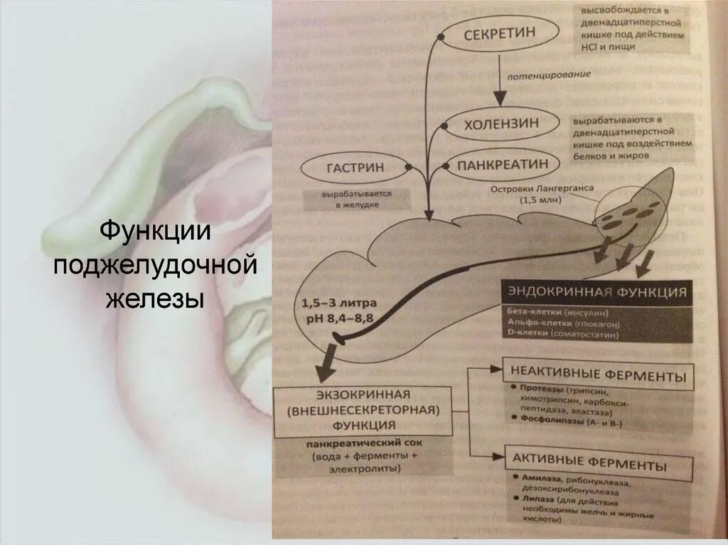 Секретин функции. Секретин гормон формула. гастрин поджелудочной железы. вырабатывается секретин. гастрин секретин синтезируется.