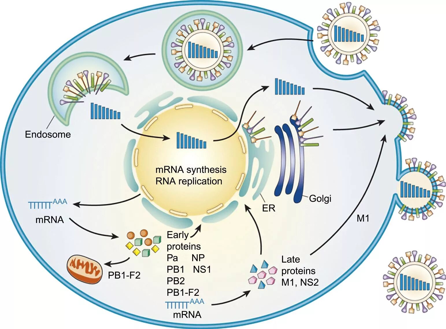 Грипп репродукция. Influenza virus life cycle. схема репродукции вируса гриппа. репликация вируса гриппа. virus life cycle.