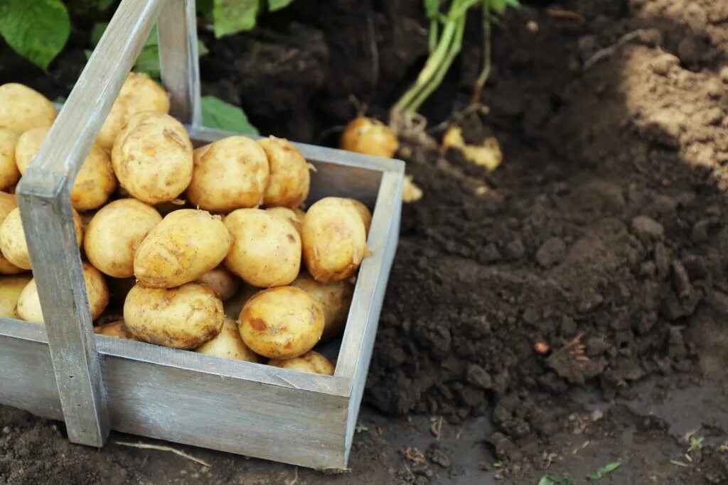 Вырастет ли картошка. Картошка в огороде. Картофель растет. Посадка картофеля. Посадка картошки.