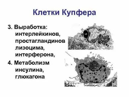 Макрофаги печени