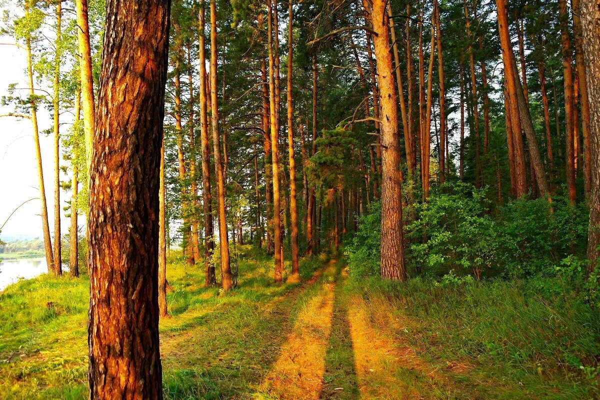 сосновый бор летом. сосновый бор летом. сосновый бор ногинский район лес. сосновый бор летом. сосновый бор летом.