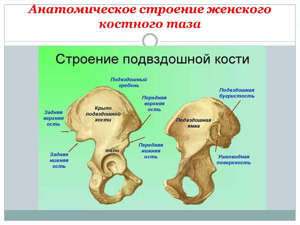 Подвздошная кость анатомия человека. Кости таза анатомия. Гребень подвздошной кости. Строение подвздошной кости таза.