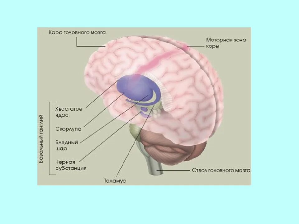 Функции хвостатого ядра головного мозга. Подкорковые ядра головного мозга анатомия. Бледный шар скорлупа хвостатое ядро. Физиология хвостатого ядра и скорлупы.