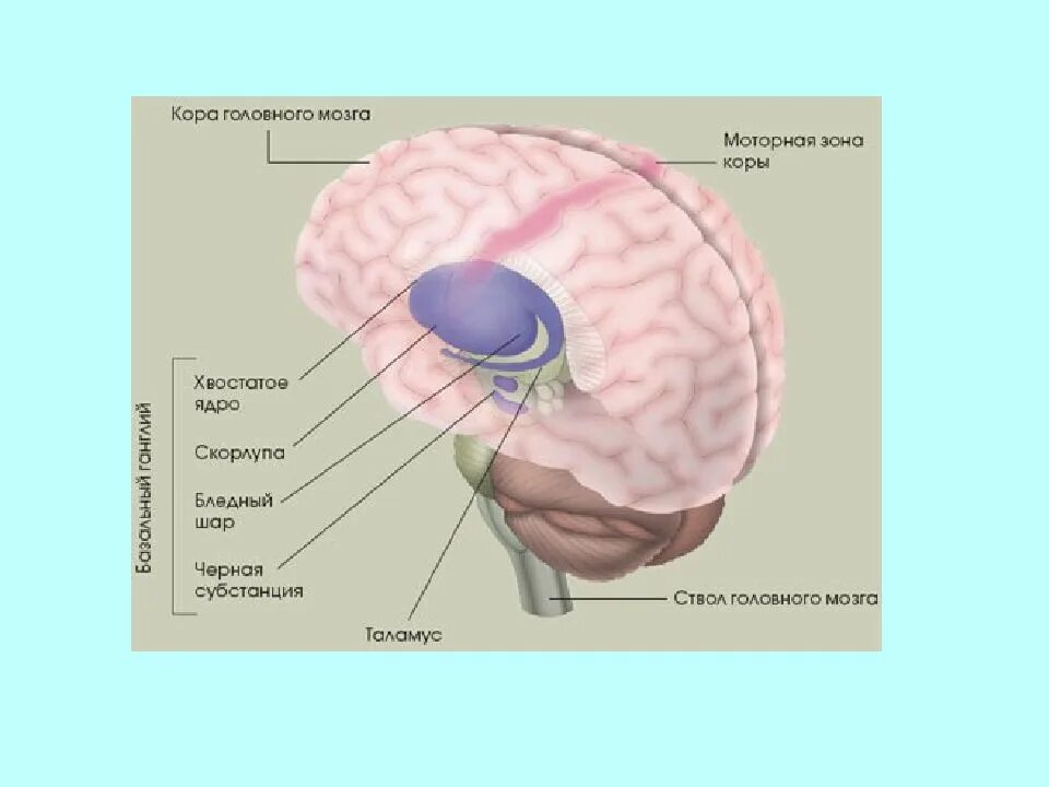 Ядра мозга образованный. Функции хвостатого ядра головного мозга. Подкорковые ядра головного мозга анатомия. Бледный шар скорлупа хвостатое ядро. Физиология хвостатого ядра и скорлупы.
