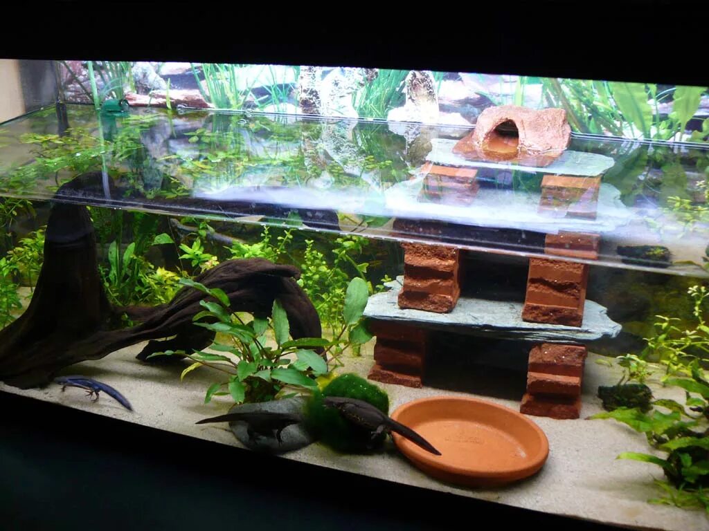 Тритон испанский ребристый аквариумный. Тритон испанский аквариумный. Тритон обыкновенный аквариумный. Тритон условия содержания. Карликовый огненнобрюхий тритон.