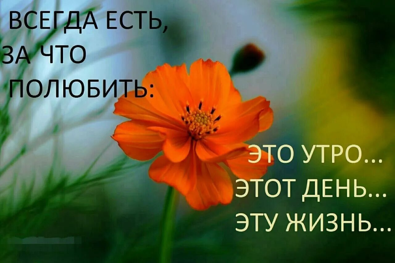 Радуйся новому дню с добрым. Высказывания о добром утре. доброе утро философия. новый день цитаты. радуемся новому дню.