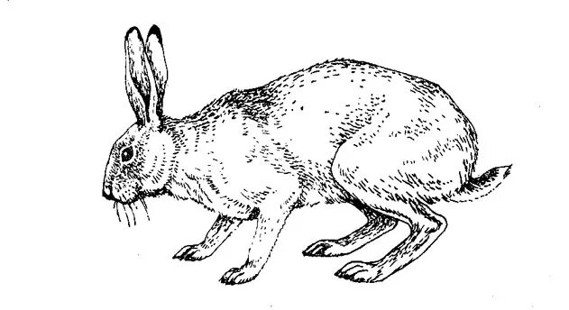 Заяц иллюстрации заячьи лапы. Заяц русак черно белый. Русак распечатать. Заяц беляк раскраска для детей. Заяц для выжигания по дереву.
