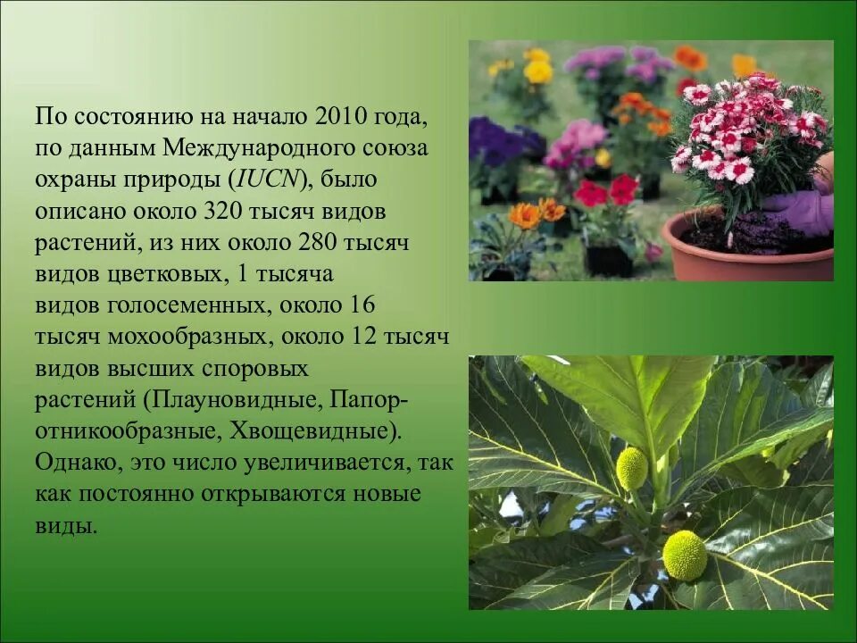 Состояние растений и животных. Современное состояние и охрана растительности. проект защита растений. состояние растения. охрана хозяйственно ценных и редких видов растений.