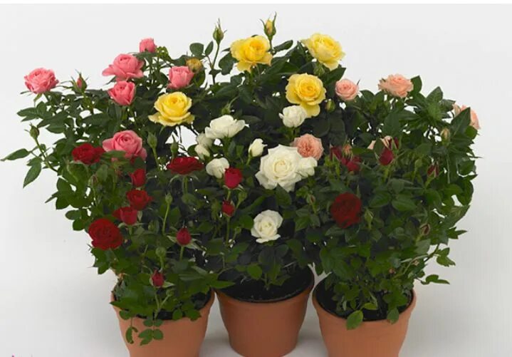 Love Me ™ mini roses on stems Roses Forever