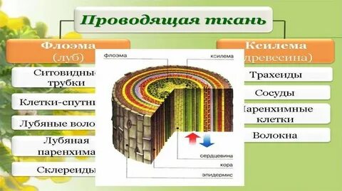 Древесина это флоэма
