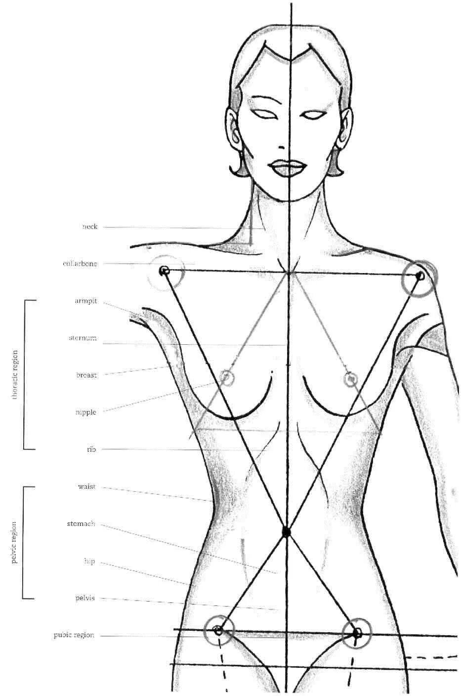 Тело человека рисунок. Женская анатомия пропорции. Пропорции человека для рисования. Пропорции женской фигуры для рисования.