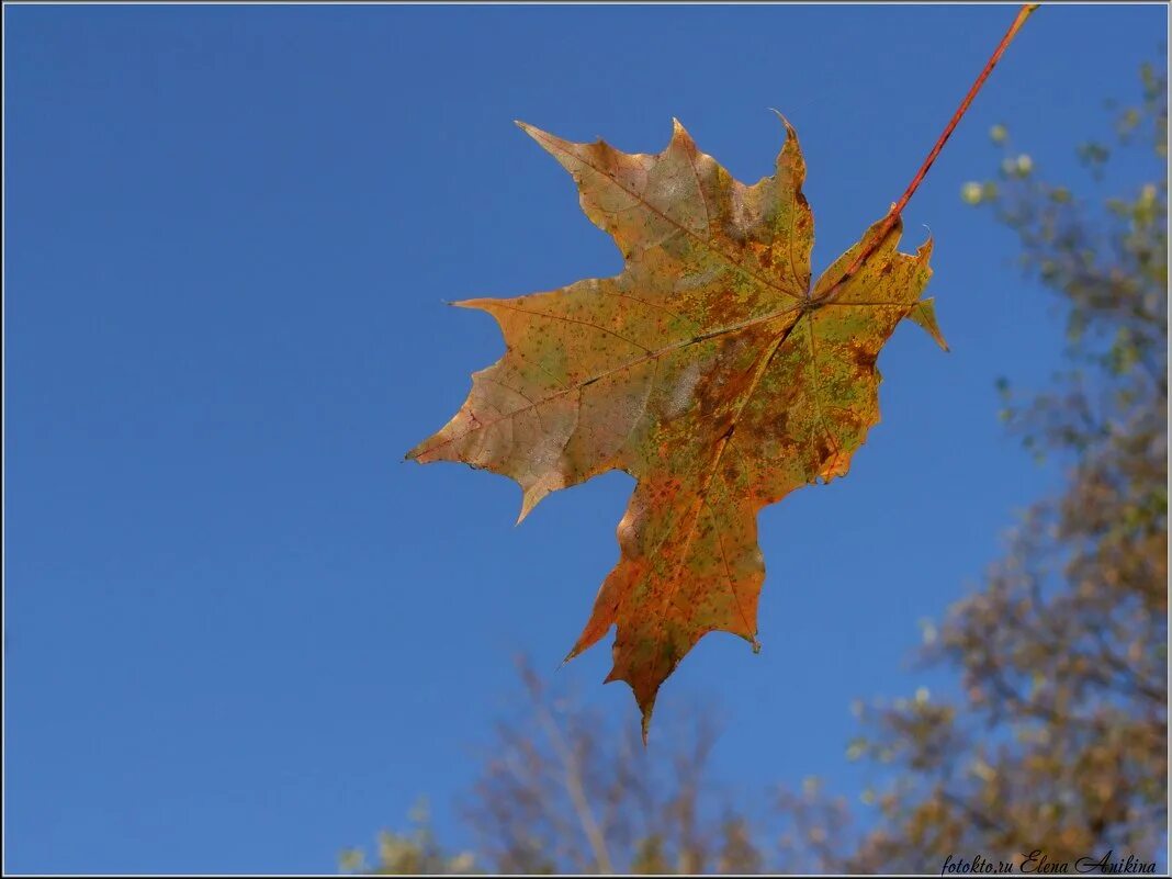 парящий лист. листья кружатся в воздухе. осенний полет. одинокий осенний листок. парящая листва.