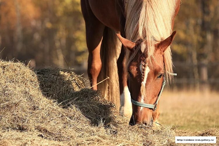 Horsevet. Ценить лошадей. Конь с желтой гривой стоит в конюшне. Стих ценить лошадей.