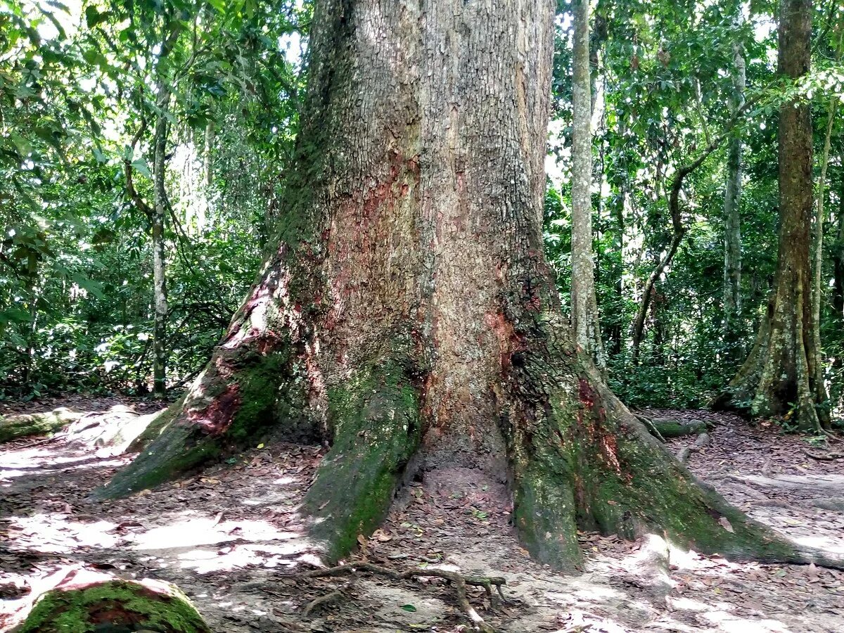 The tree is big. The biggest tree. biggest tree in earth.