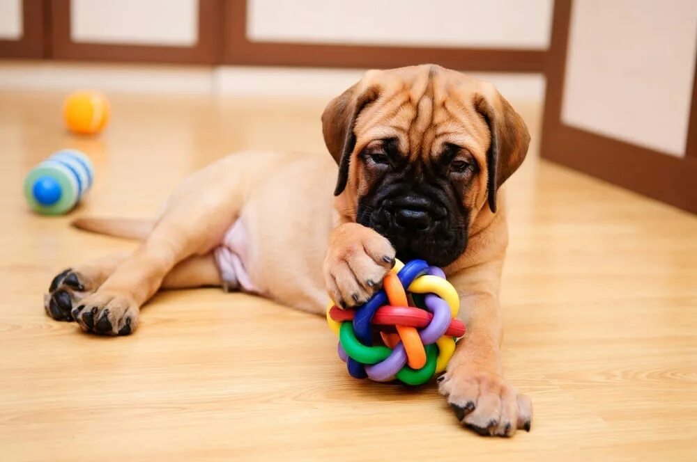 Puppy play