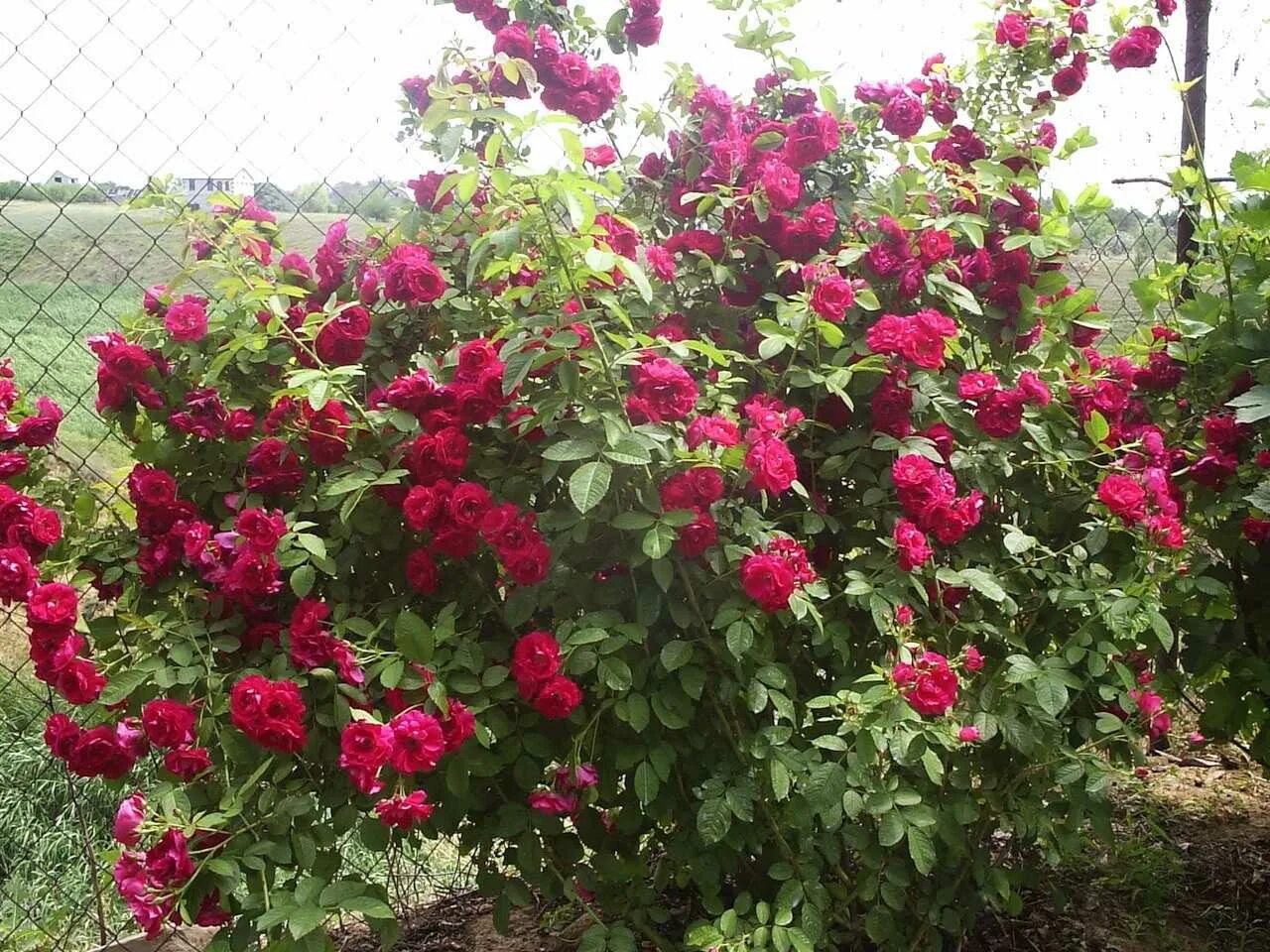 Какие розы цветут всю лета. Плетистые розы Дон Жуан.