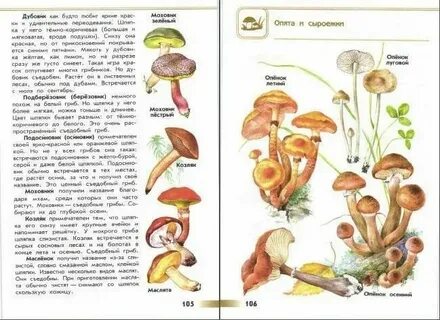 Атлас определитель сведения о слюде