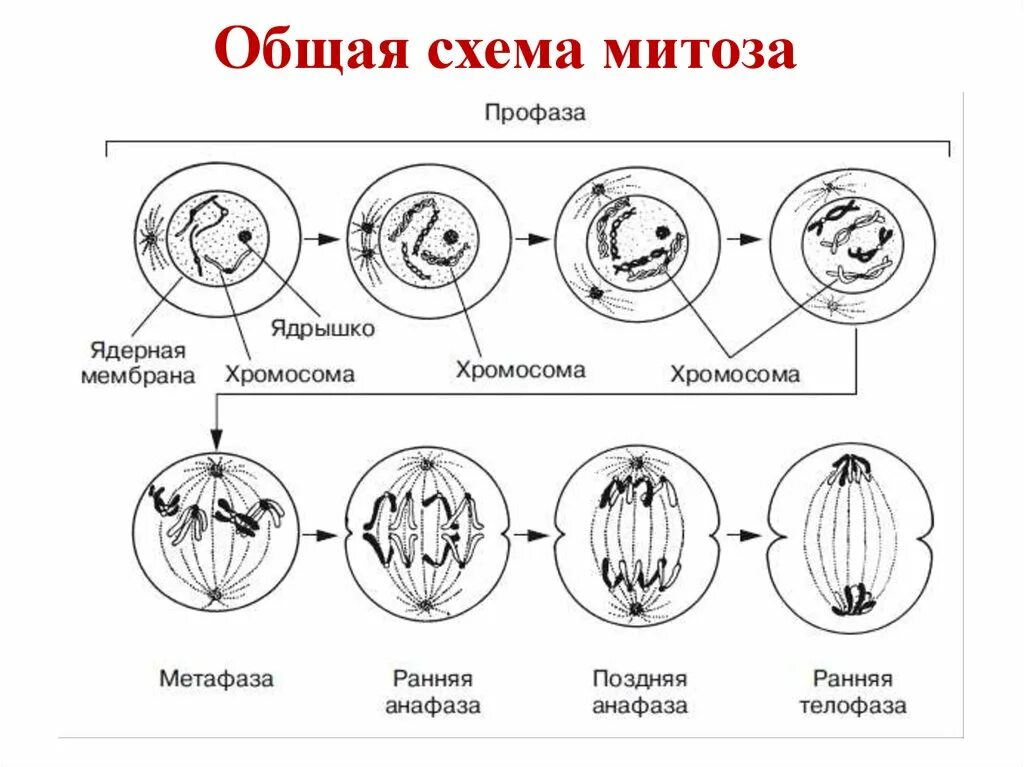Название стадий деления клетки. Фазы митоза схема. Профаза 1 схема. Схема клеточного цикла митоза. Схемы фаз митоза и мейоза.