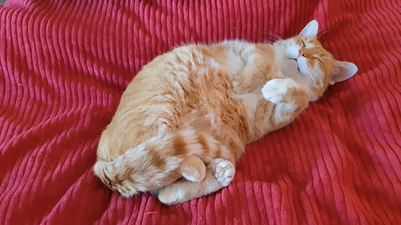 Видео спящего кота. Спящие котики. Спящий рыжий кот. Спящий рыжий котик.