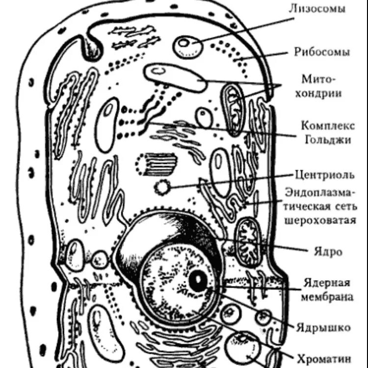 Строение клетки рисунок. Схема строения клетки органоиды клетки. Строение клетки человека рисунок. Строение животной клетки рисунок с подписями и функциями. Рисунок клетки с подписанными органоидами.