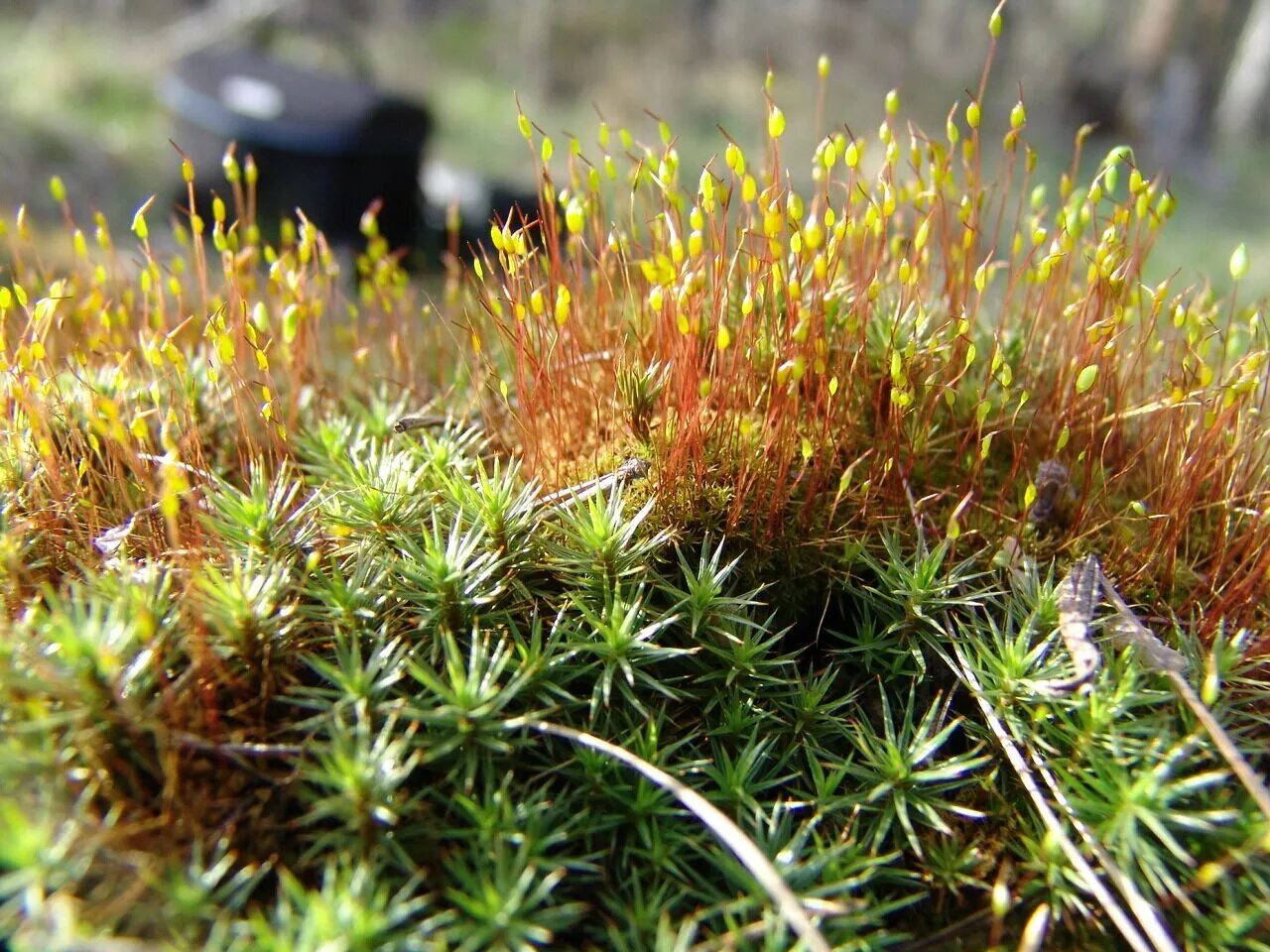 Листостебельные мхи кукушкин лен. Фунария и кукушкин лен. Моховидные кукушкин лен. Кукушкин лён обыкновенный. Моховидные кукушкин лен.