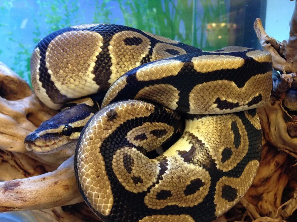 Королевский питон домашний. Содержит питон. Террариум для тигрового питона. Содержит питон. Содержит питон.