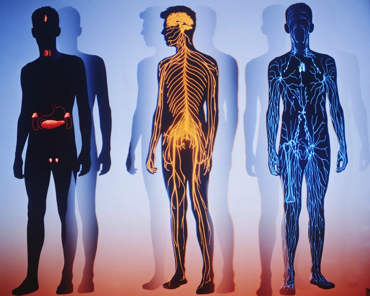 Человеческий организм. Физиология тела человека. Человек биологически.