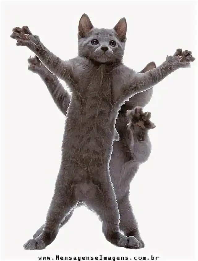 Танцующие котики гиф. Танцующий кот. Кот танцует. Танцующая кошка. Танцующий кот gif.