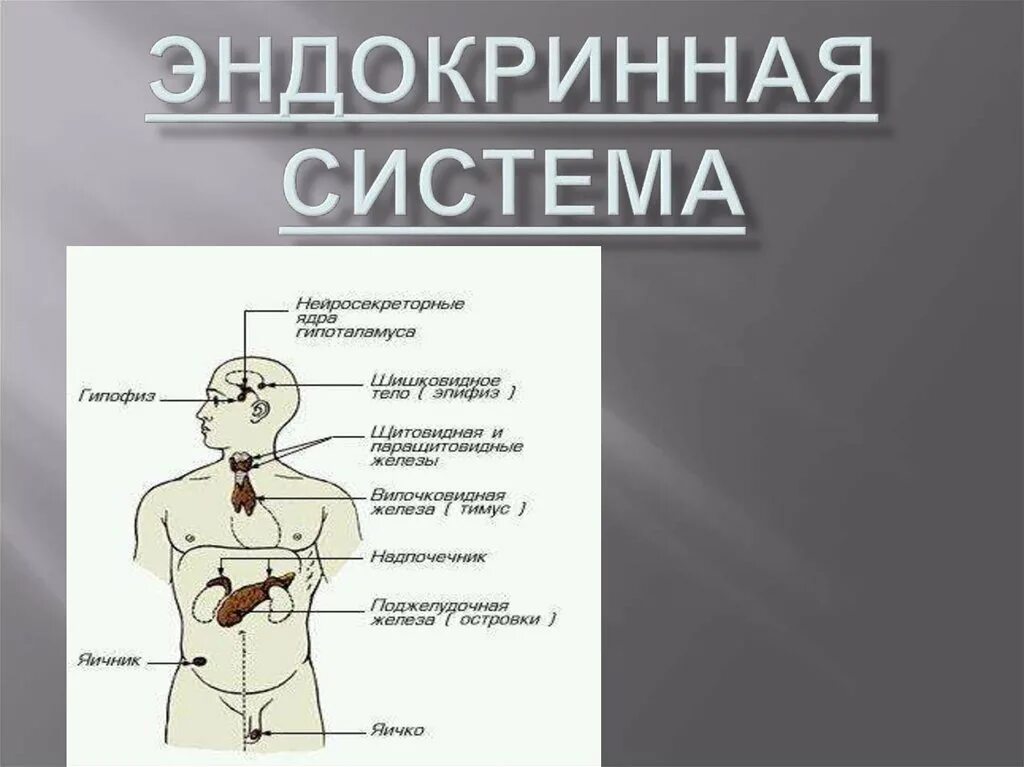 Эндокринология презентация. Эндокринная система. Органы эндокринной системы. Эндокринная система человека анатомия. Эндокринная система презентация.