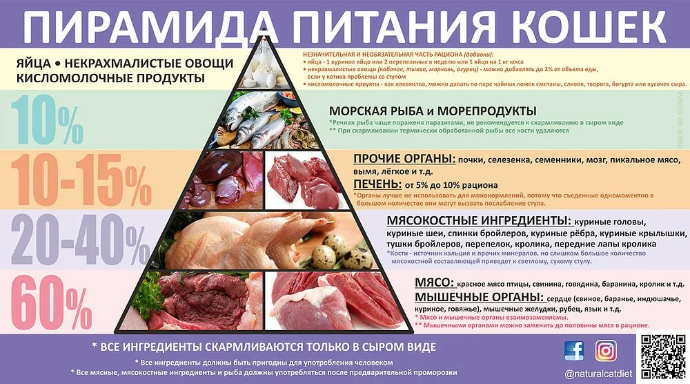 Какое мясо можно есть. Пирамида питания кошек натурального. Натуральный рацион для кошек. Составление рациона для кошки. Рацион питания кошки.