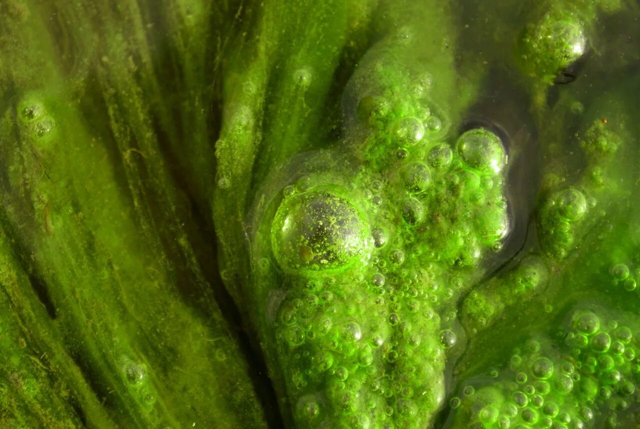 Водоросли выделяют углекислый газ. Аоджиру algae. Хлорелла водоросль. Хризофитовые водоросли. Euglenophyra algae.