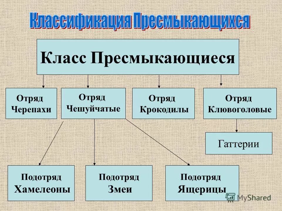 Класс рептилии отряды