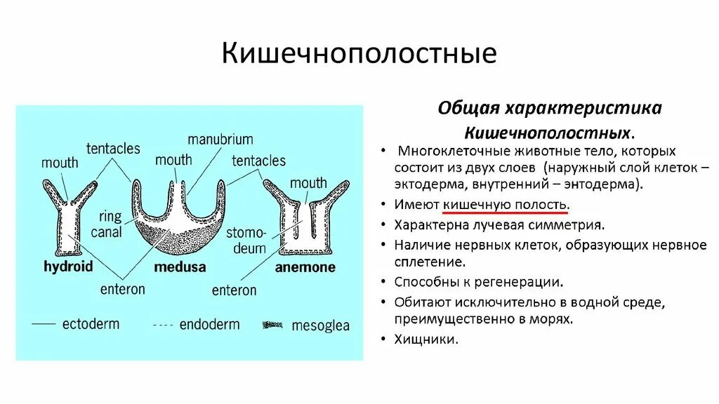 3 признака кишечнополостных. Характеристика типа Кишечнополостные. Строение кишечнополостных 7 класс таблица. Тип Кишечнополостные строение общая характеристика. Тип Кишечнополостные общая характеристика 7 класс таблица.