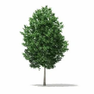 Tree c